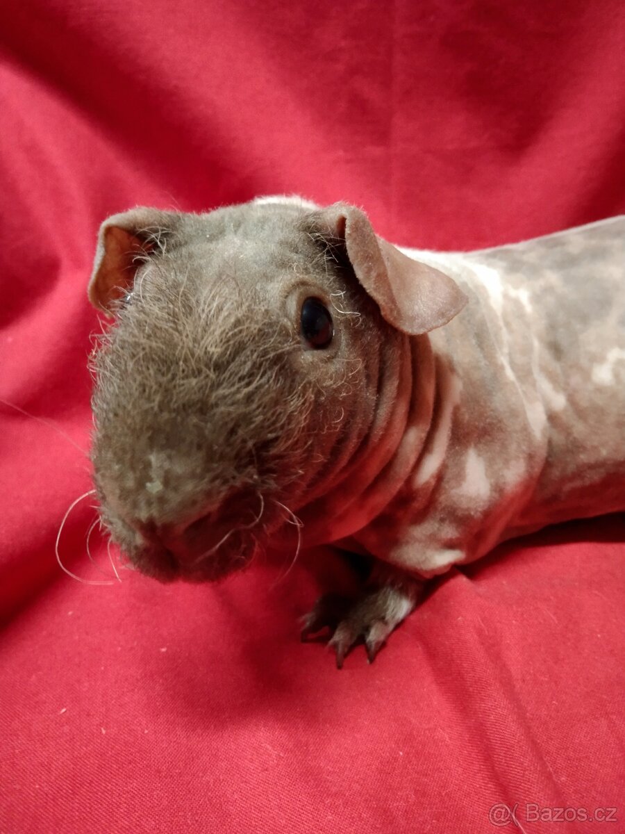 Morče skinny, dalmatin s PP - 5