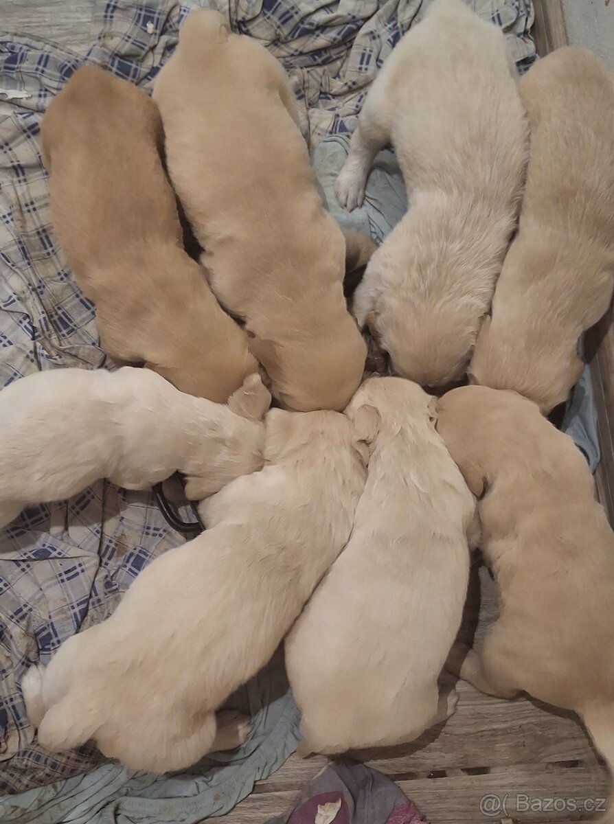 Zlatý retrívr bez PP - 5