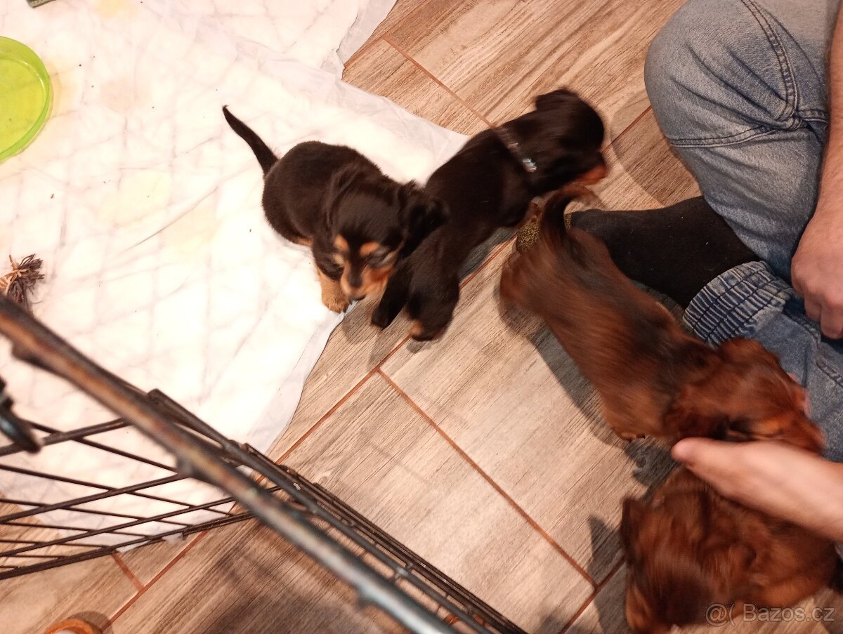 Jezevčík trpasličí dlouhosrstý - 5