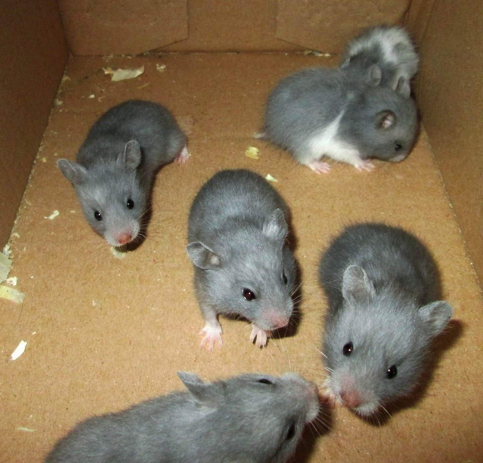 Křeček syrský - mláďata - 5