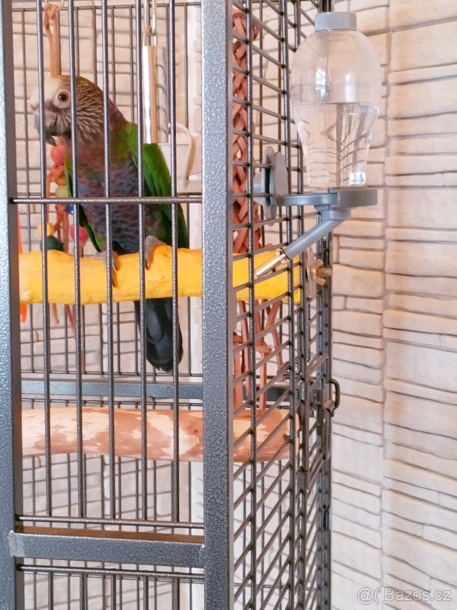 Amazoňan vějířový - 5