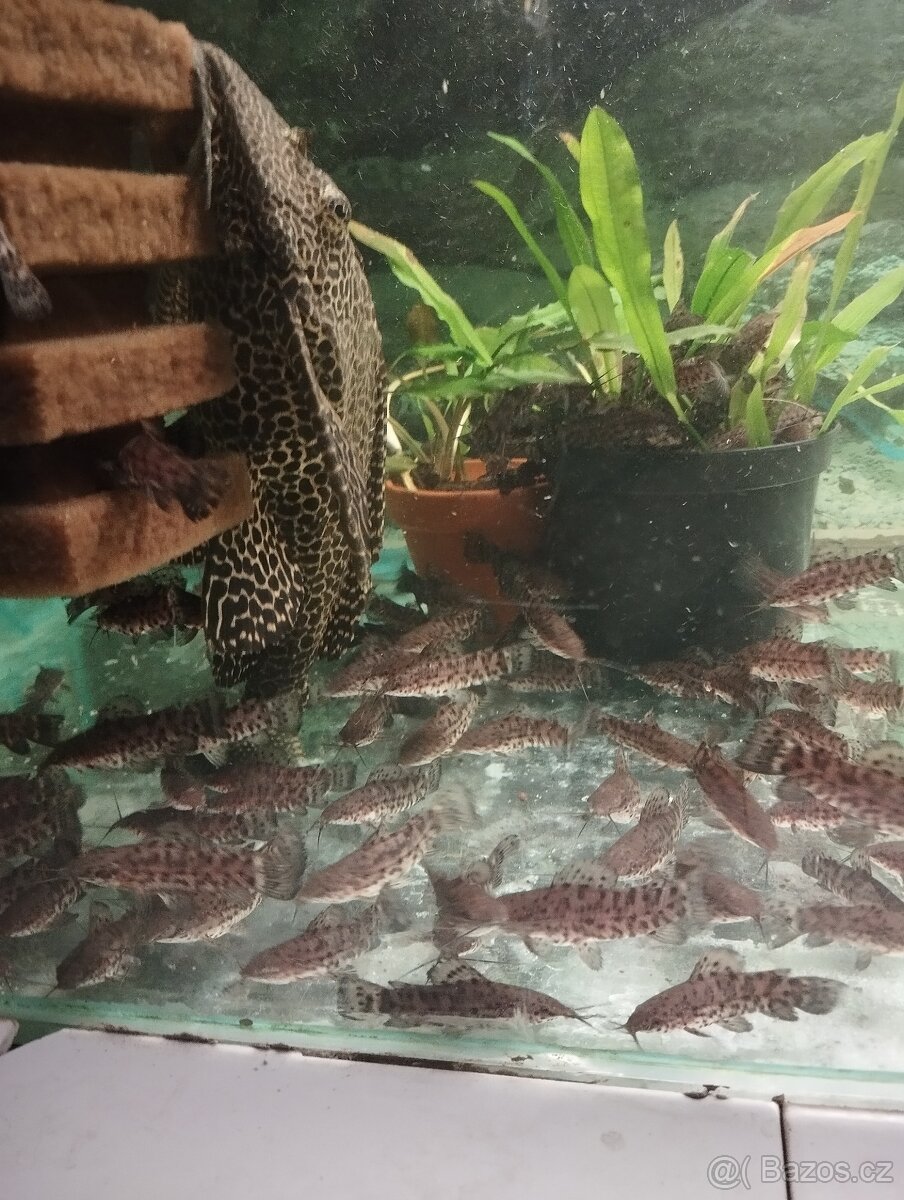 prodej novinek ze dvora - 5