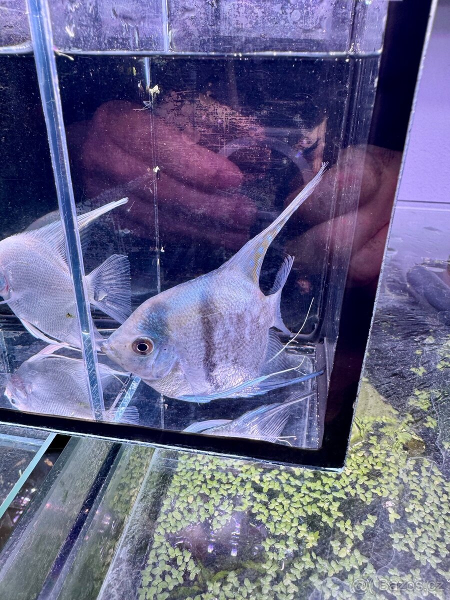 Akvarijní rybky - 5