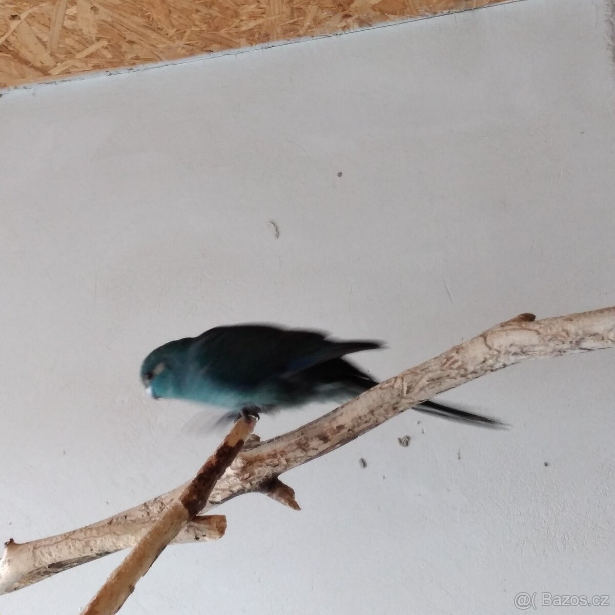 Kakariki rudočelý - 5