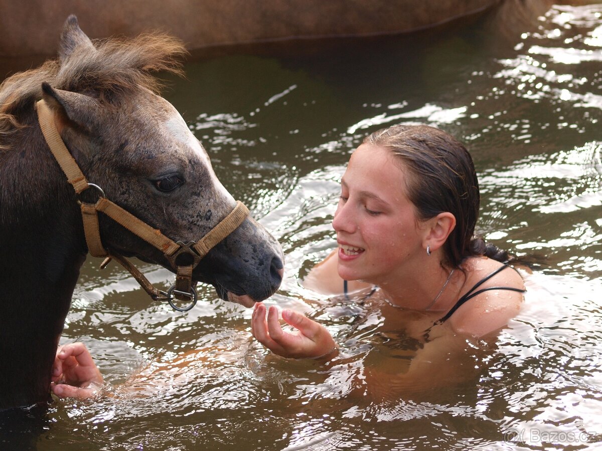 nabízíme roční klisnu wels pad-Bred - 5