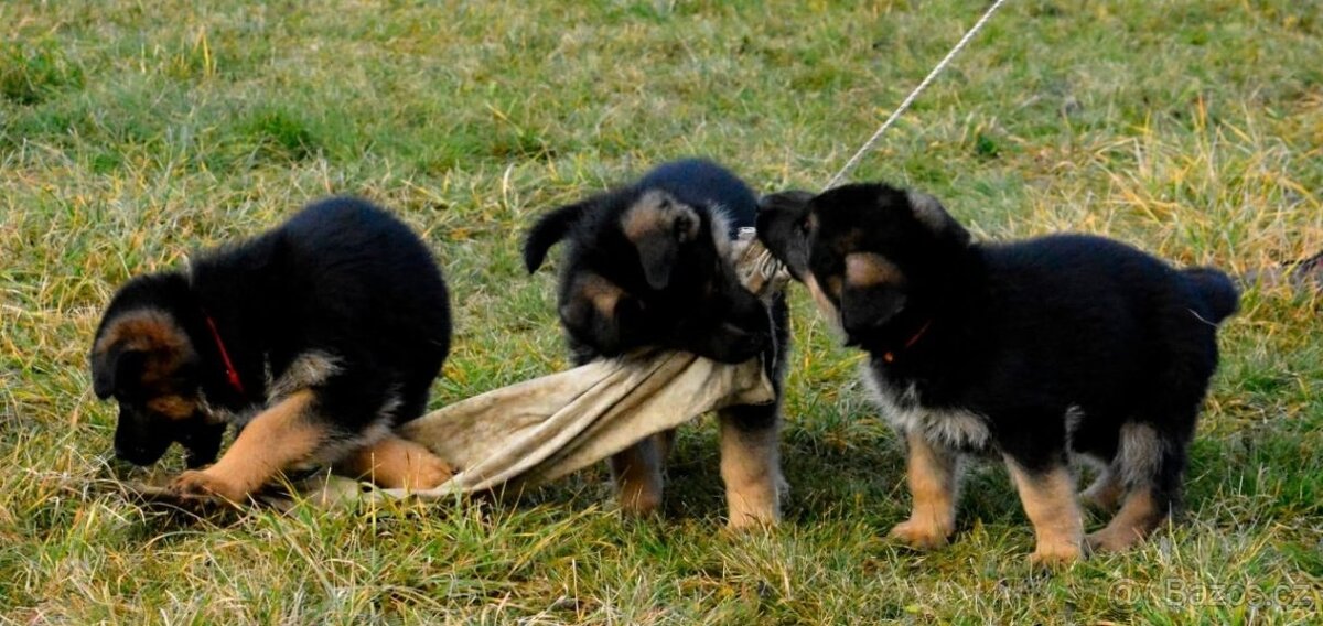 Německý ovčák - štěňátka s PP - 5