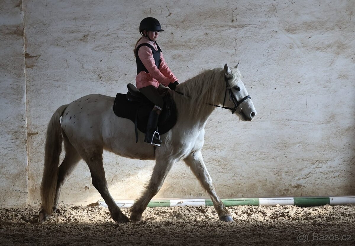 Pony valach na prodej - 5