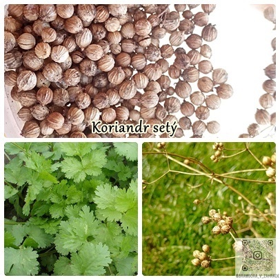 semínka, zelenina, bylinky, koření, okrasné květiny a trávy - 5