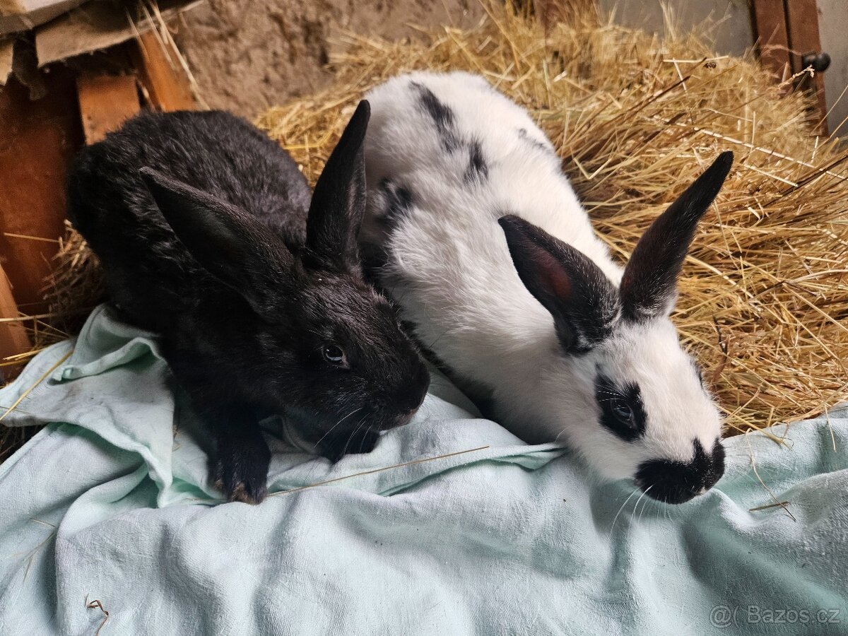 Králík - 5
