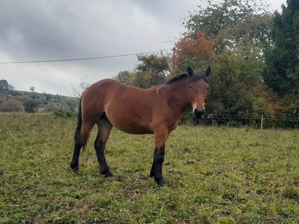 Slezký norik klisna - 5