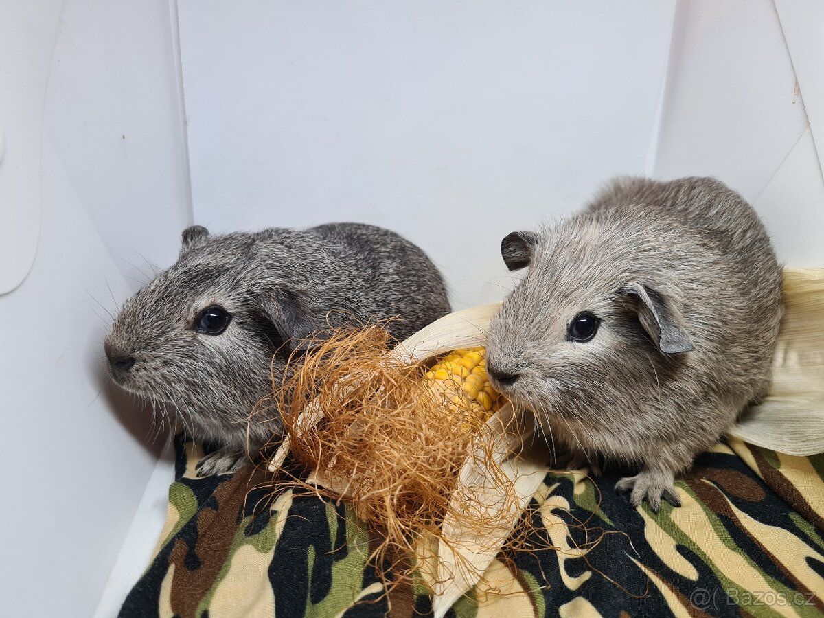 Morčata kluci po odstavu již k odberu - 5