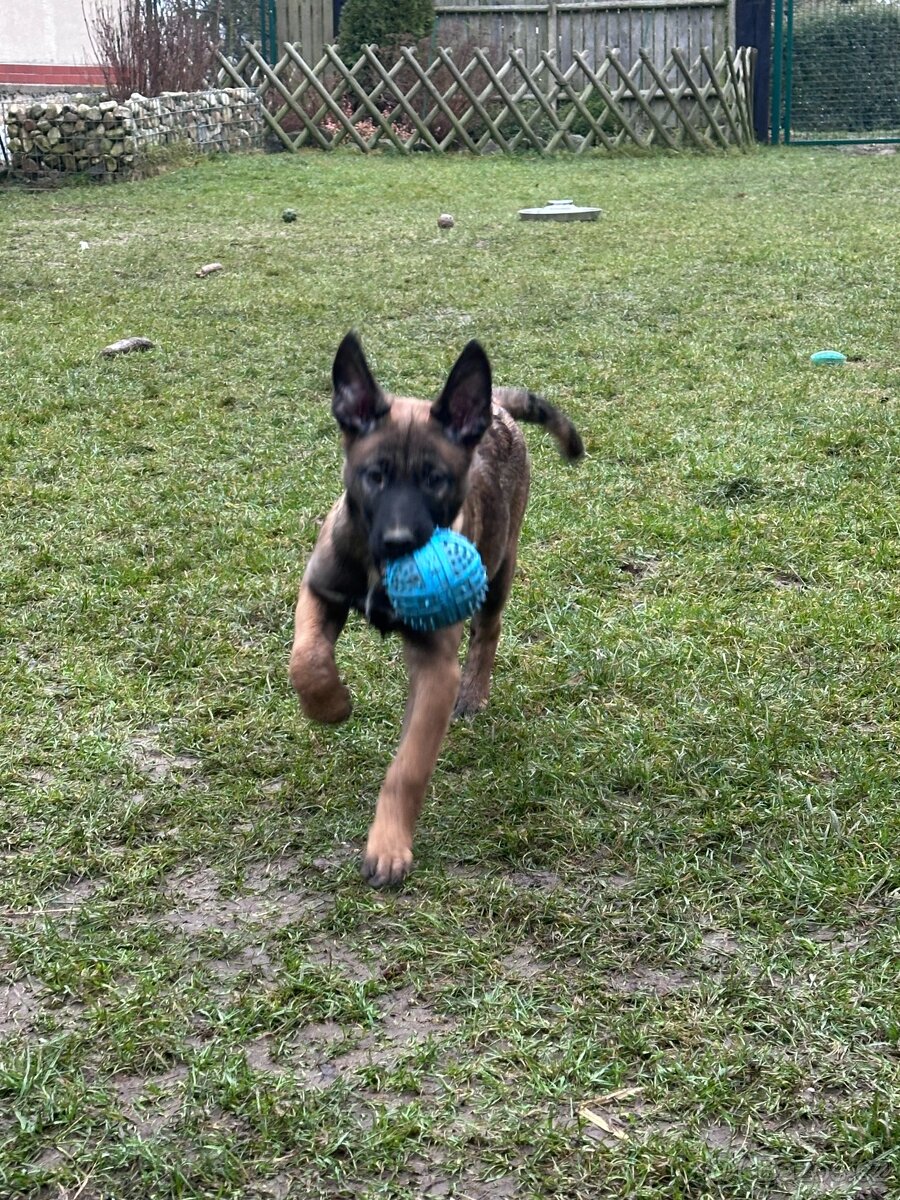 Belgický ovčák - malinois s PP - 5