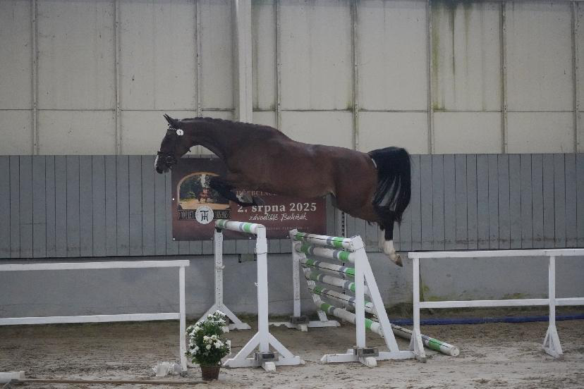 Klisna po Pezetas du Rouet - 5