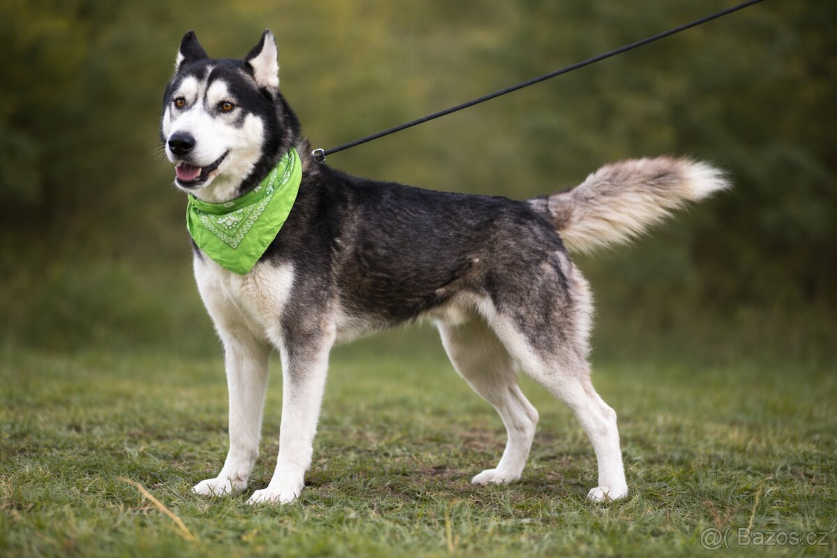 Kodiak sibirsky husky - 5