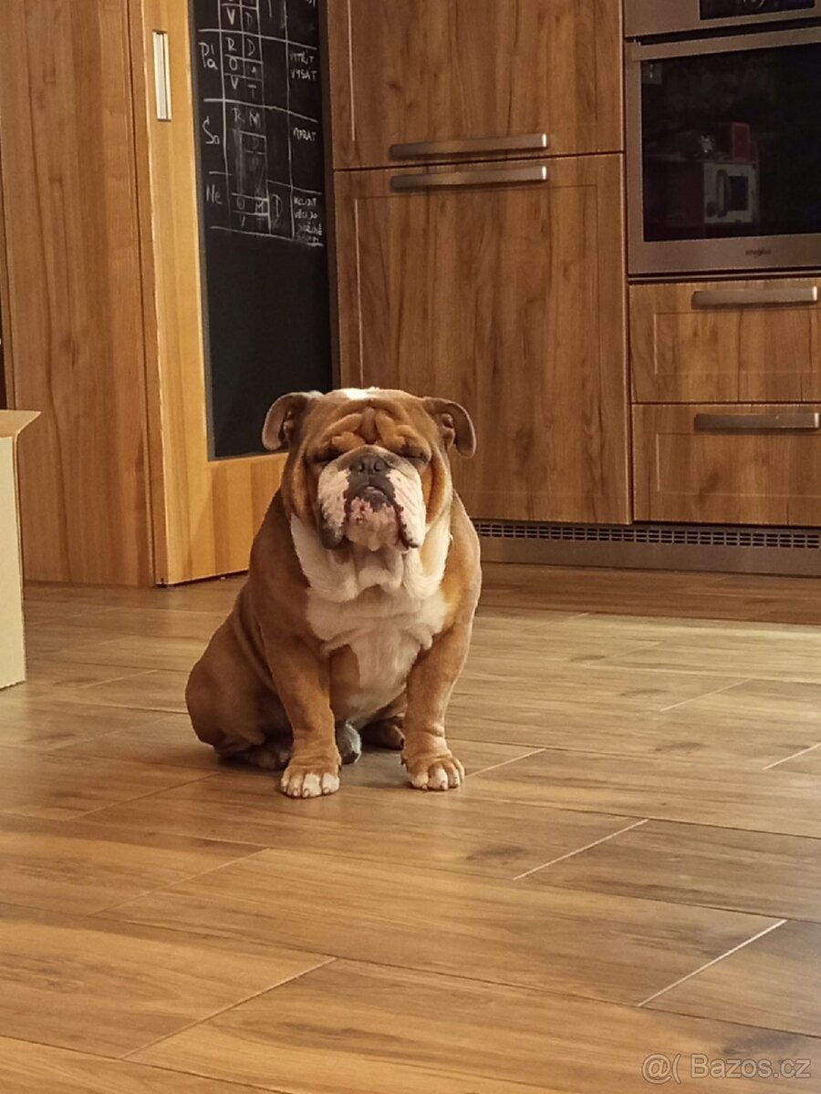 Anglicky buldok - kryti - 5