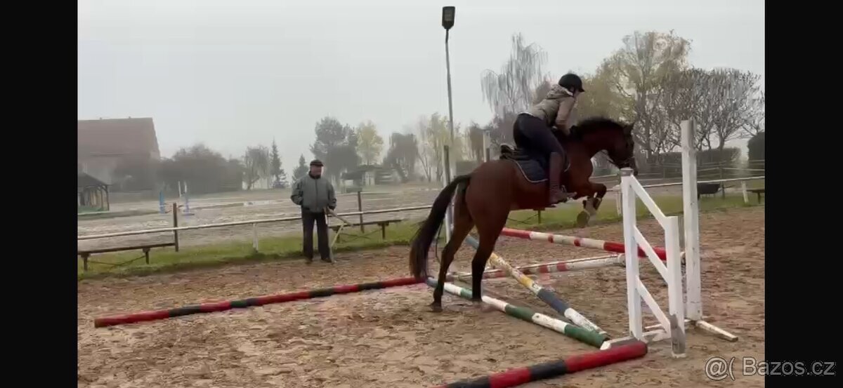 Valach pro šikovnou juniorku - 5