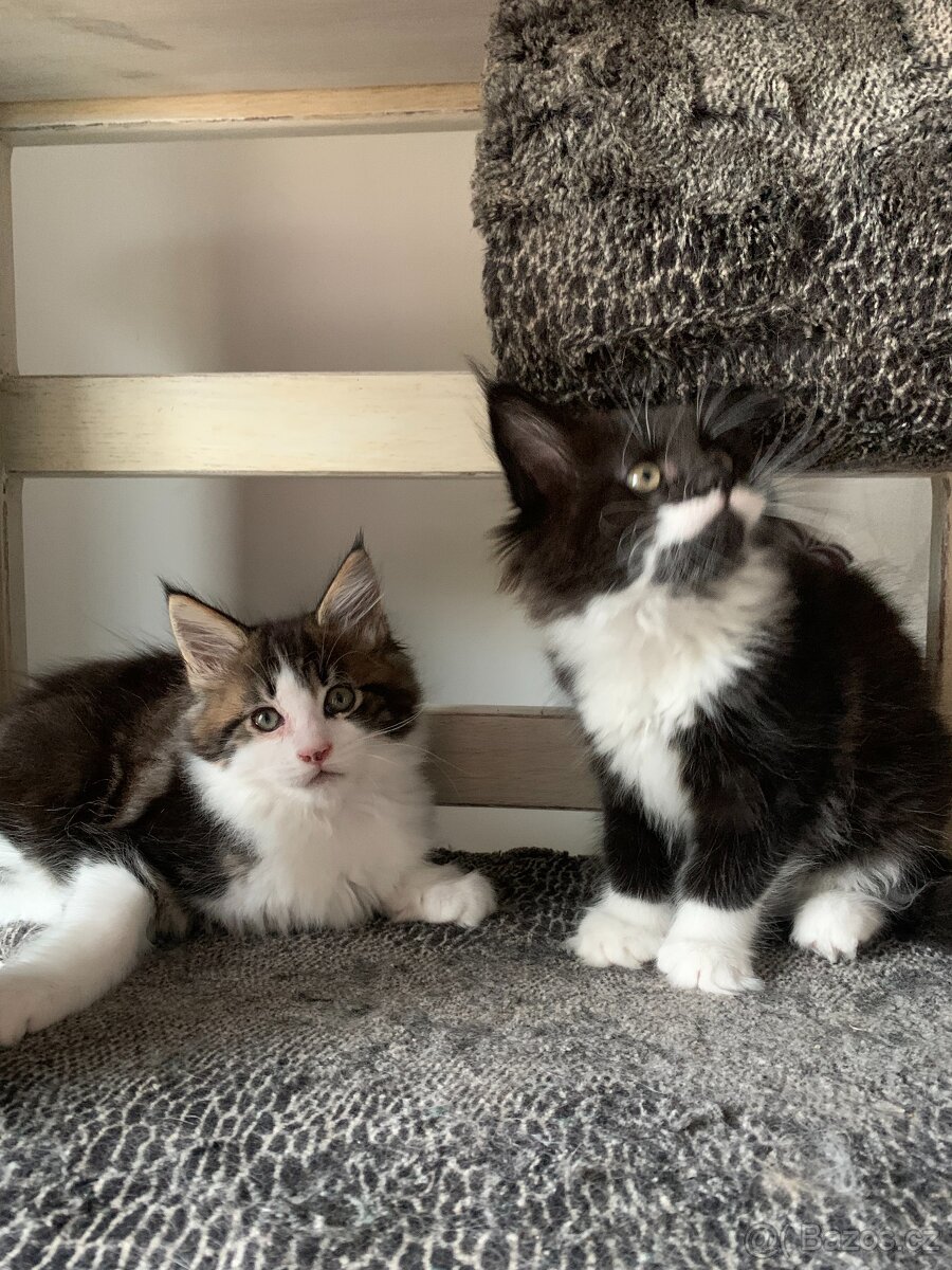 mainská mývalí s PP - kočička - 5