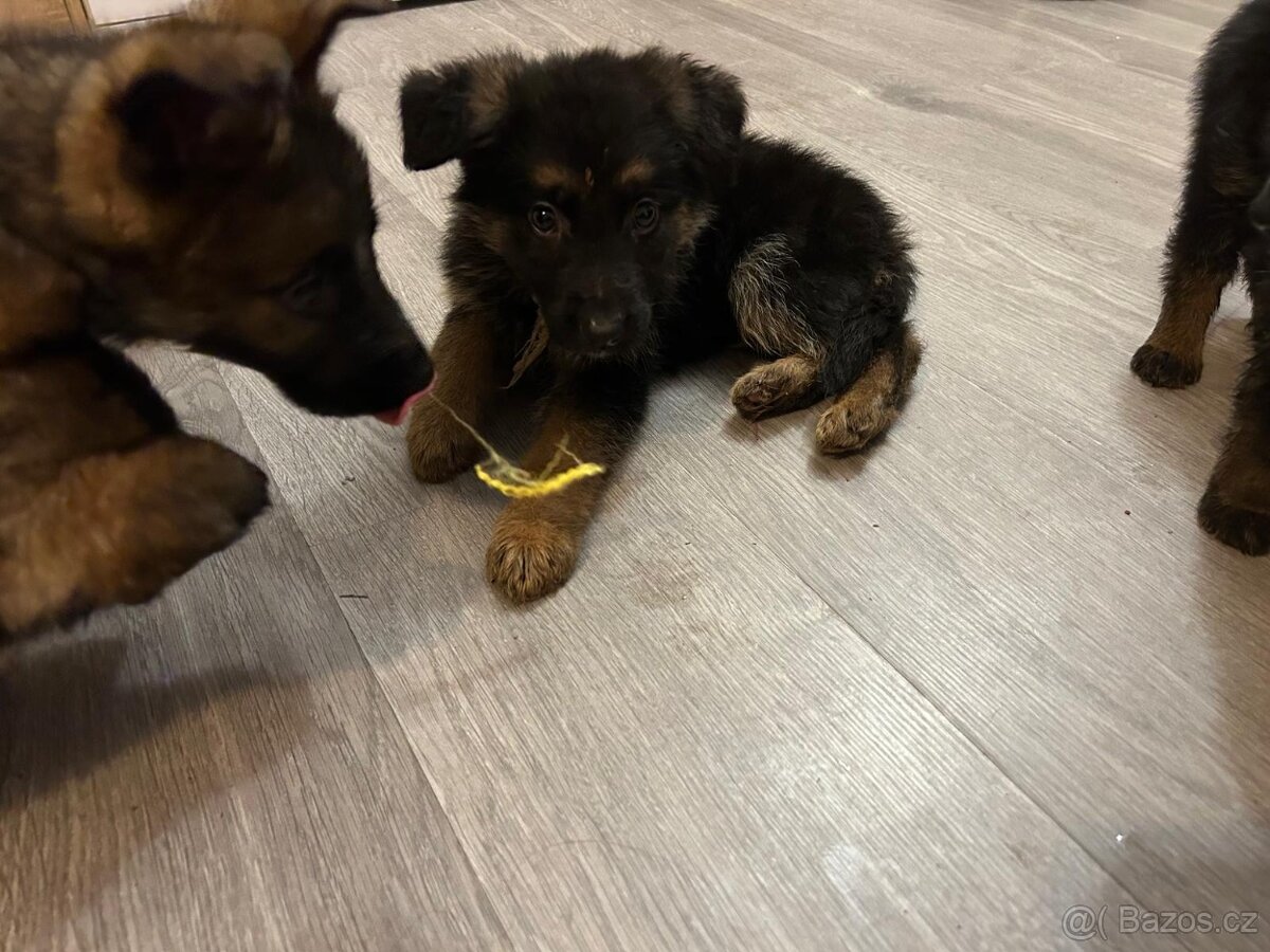 Německý ovčák - 5