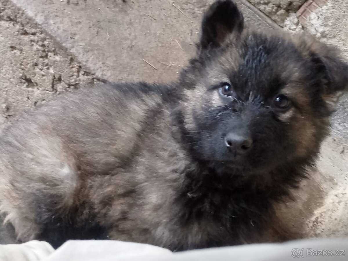 Německý ovčák - 5