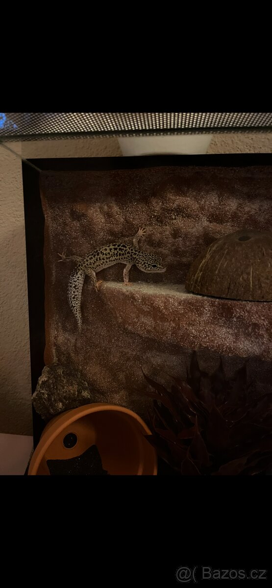 Terarium s gekoncikem - 5