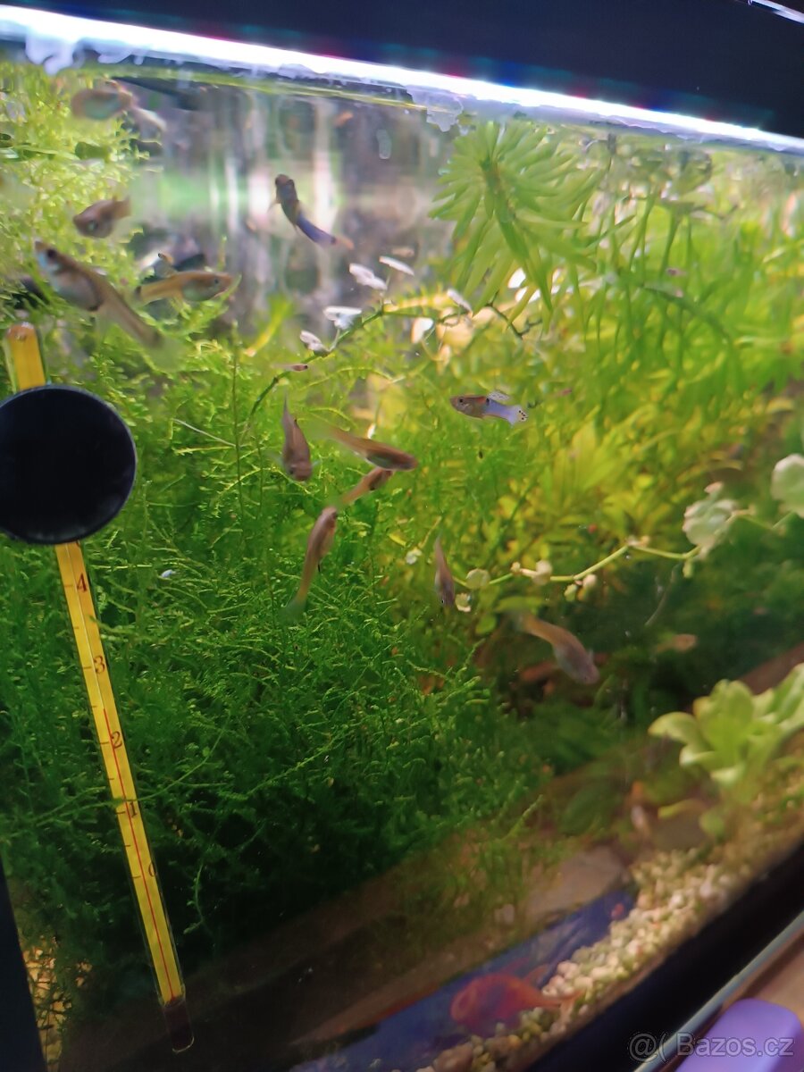 Endlerky Japan blue - 5