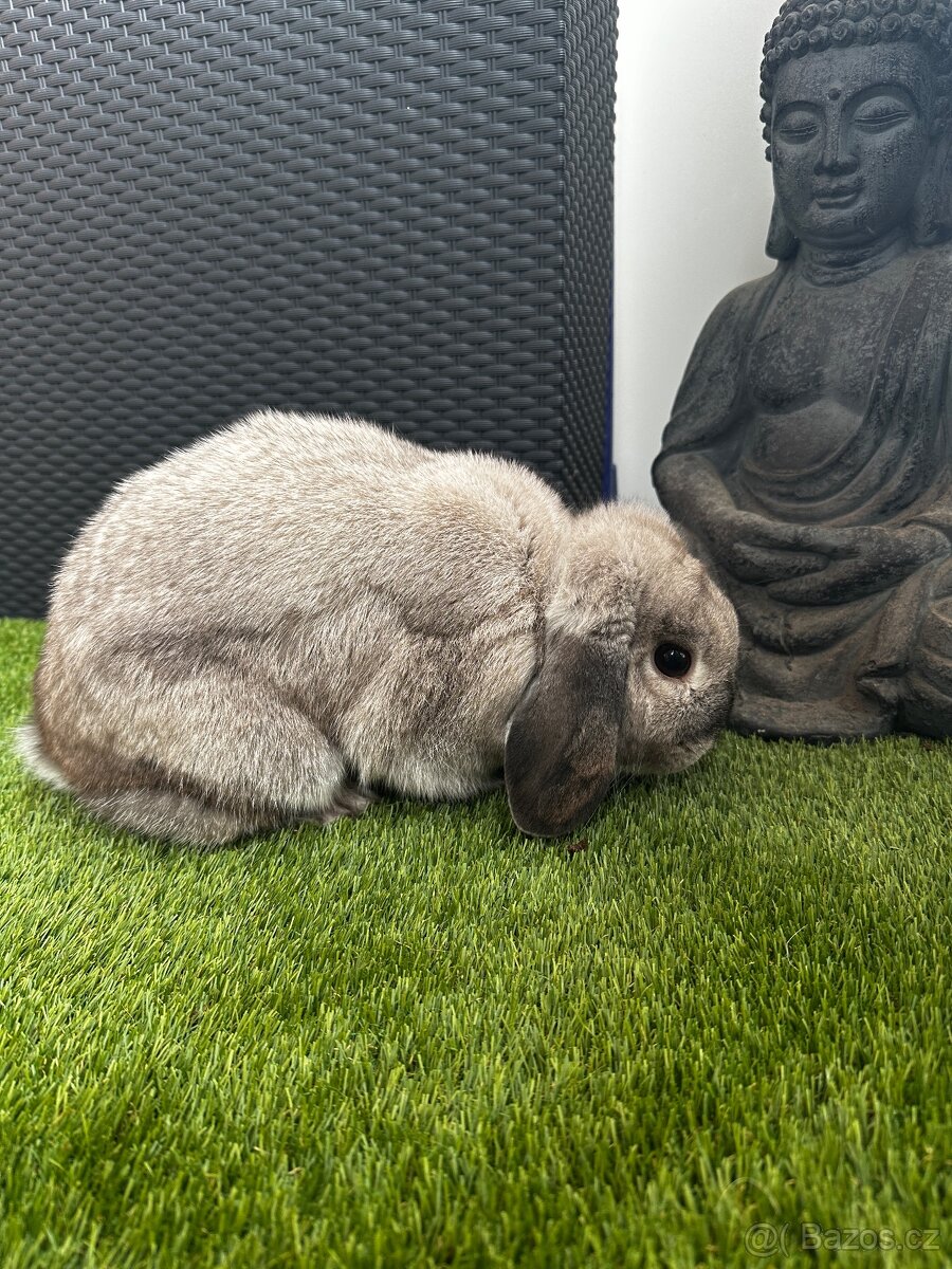 Minilop samička - 5