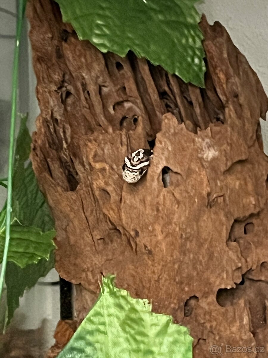 Terárium + hadi - 5