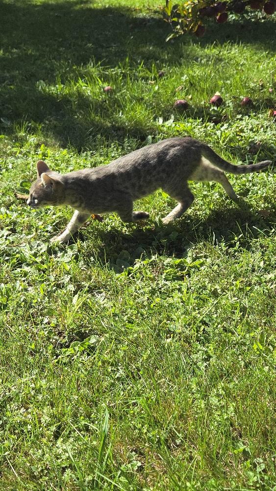 Bengálská kočka - 5