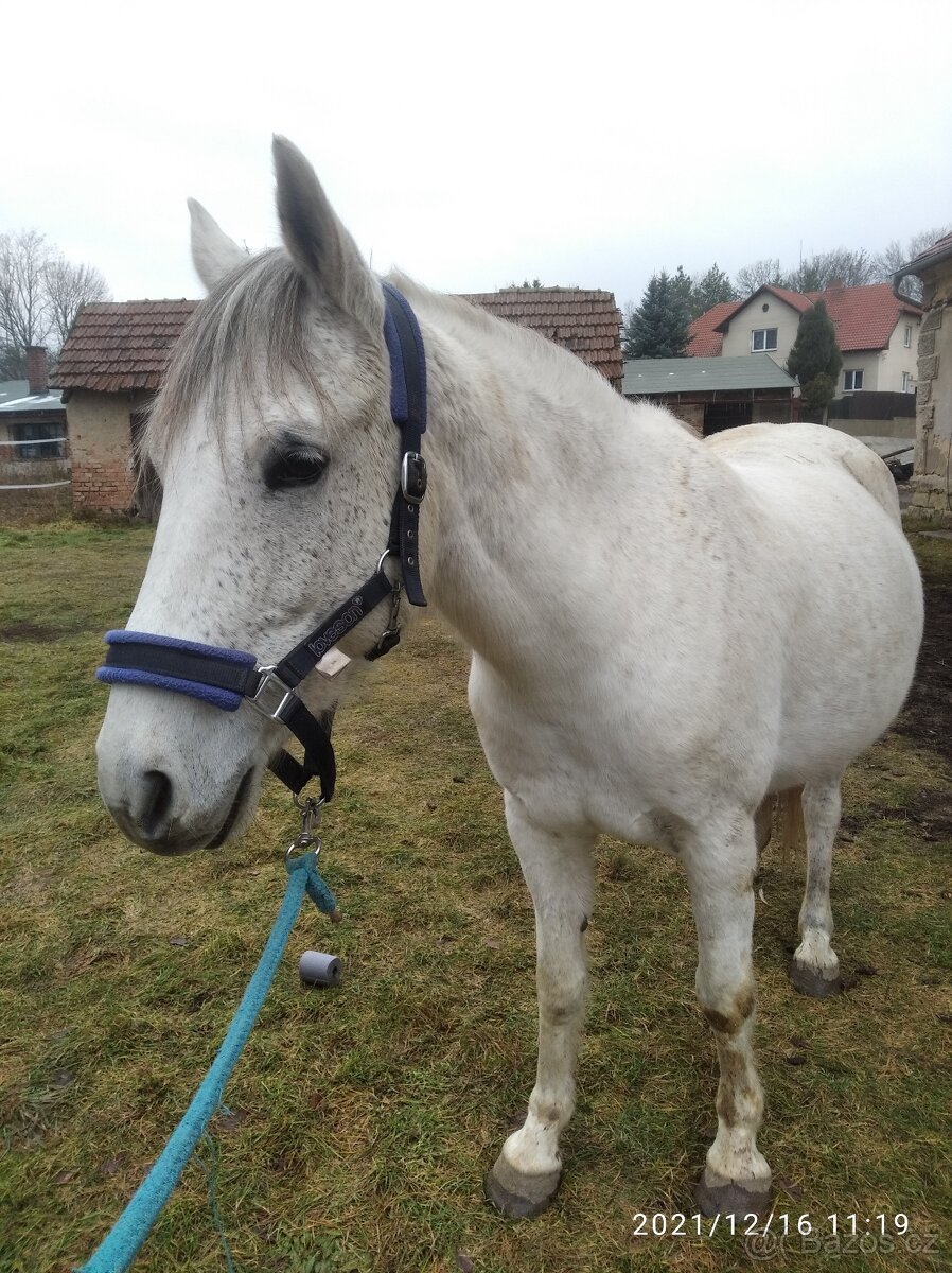 Arab/hucul klisna - 5