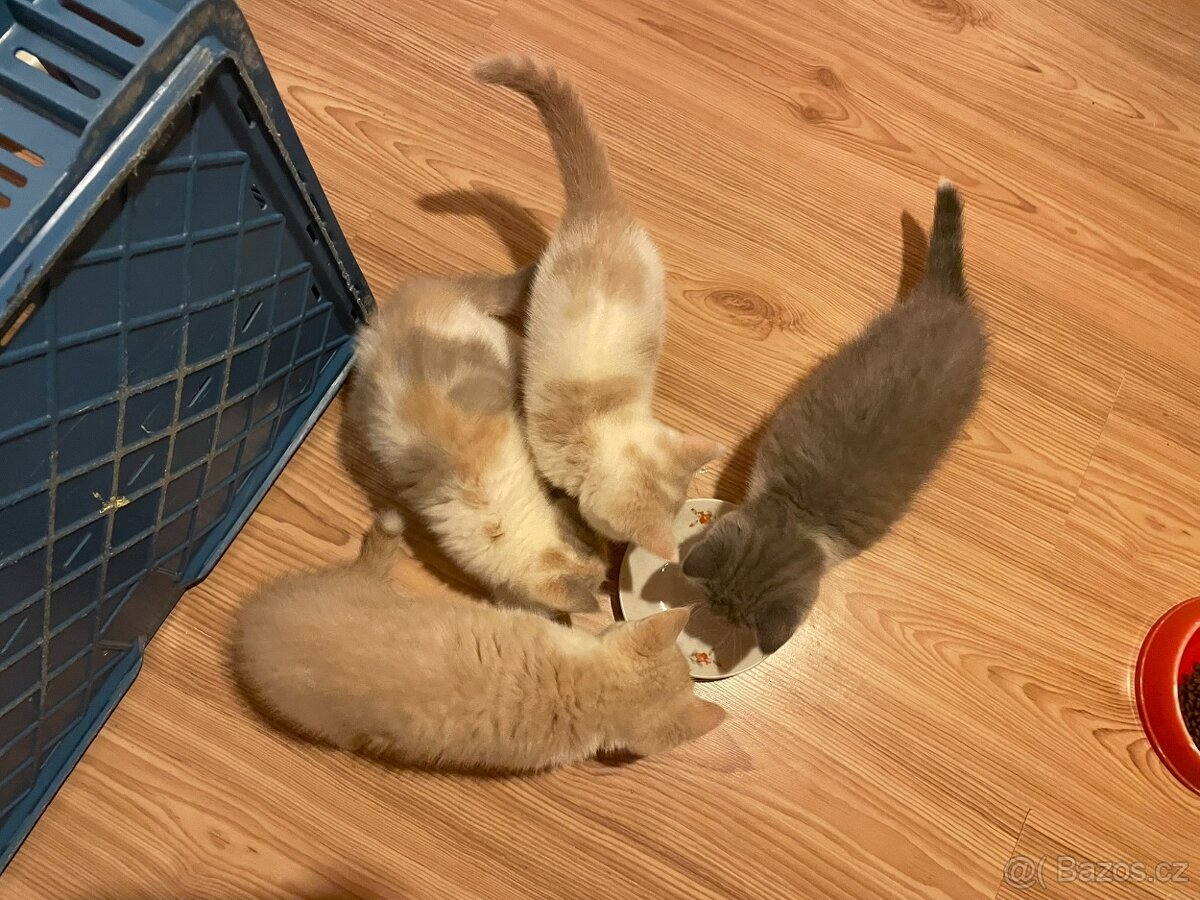 Prodám britská koťátka (bez PP) po papírových rodičích - 5