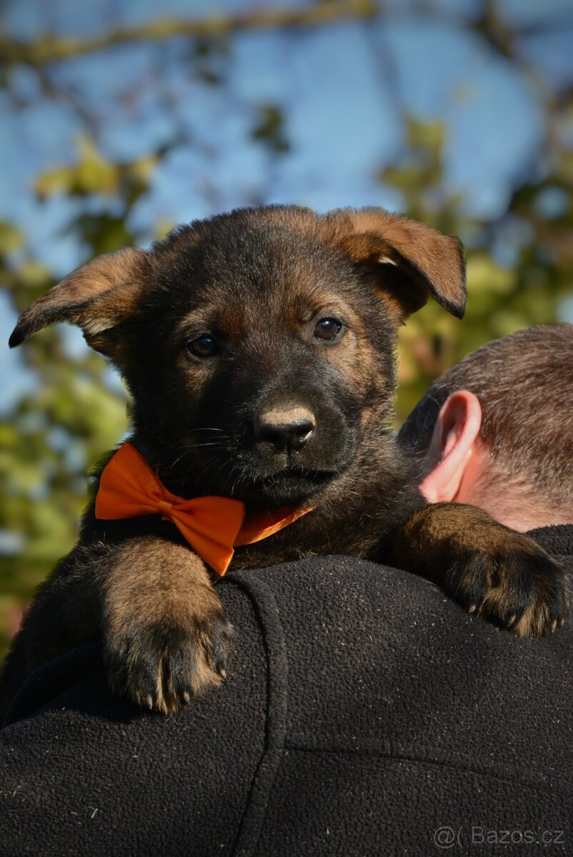 Německý ovčák sytě vlkošedý k odběru s PP - 5