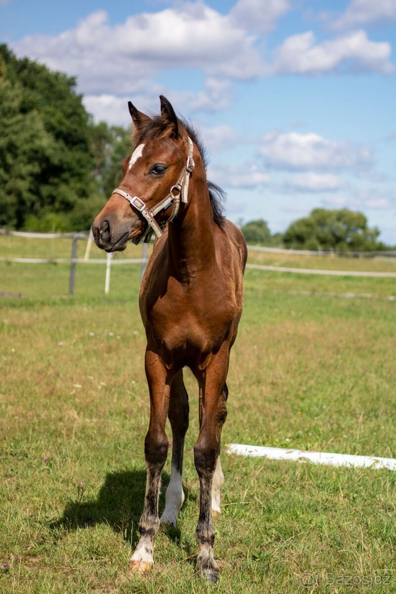 Klisna -Welsh part bred - 5