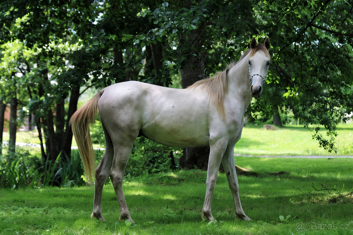 Nabízíme k prodeji arabské plnokrevníky - 5