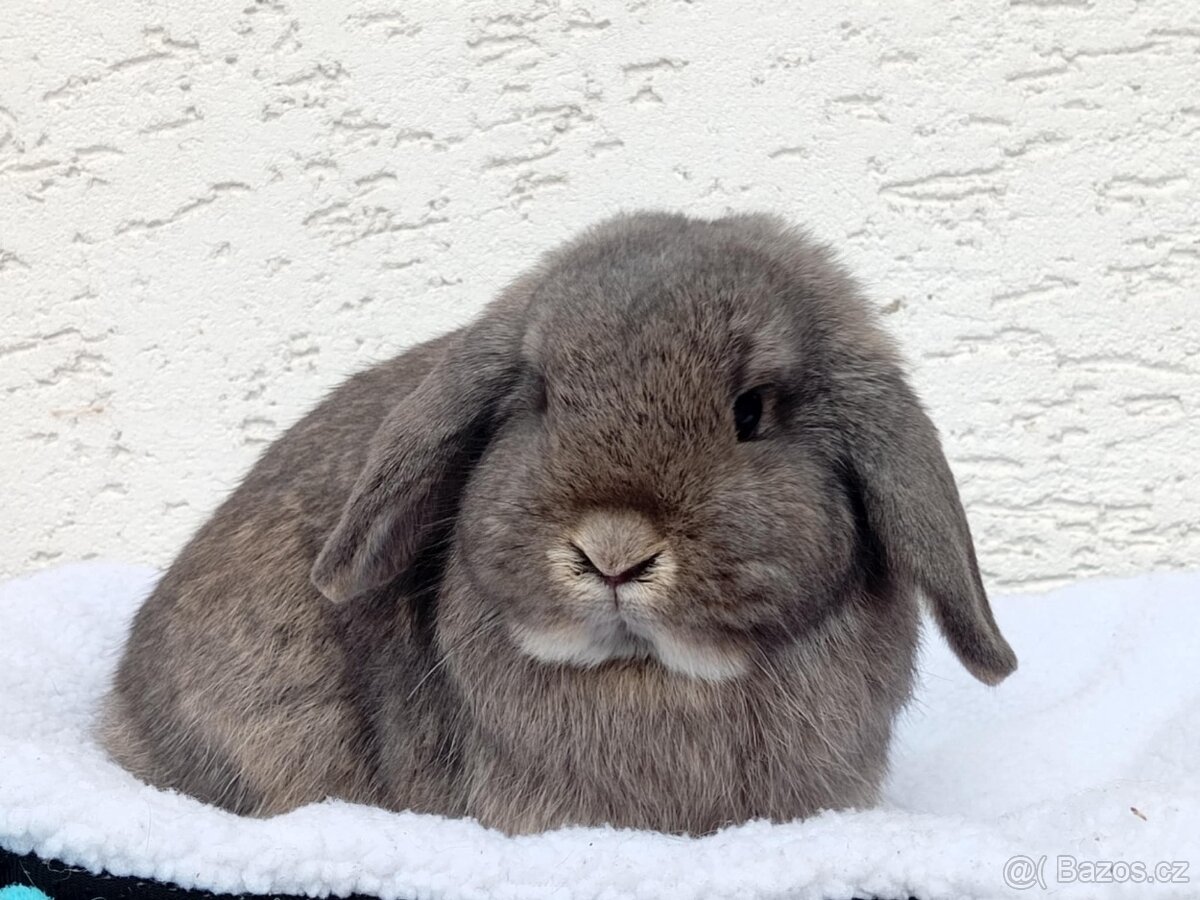 Volná samička - Anglický Zakrslý Beránek MiniLop🍑🧡 - 5