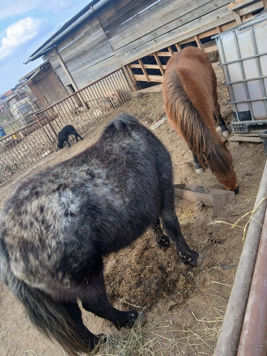 Prodám kobylku - 5