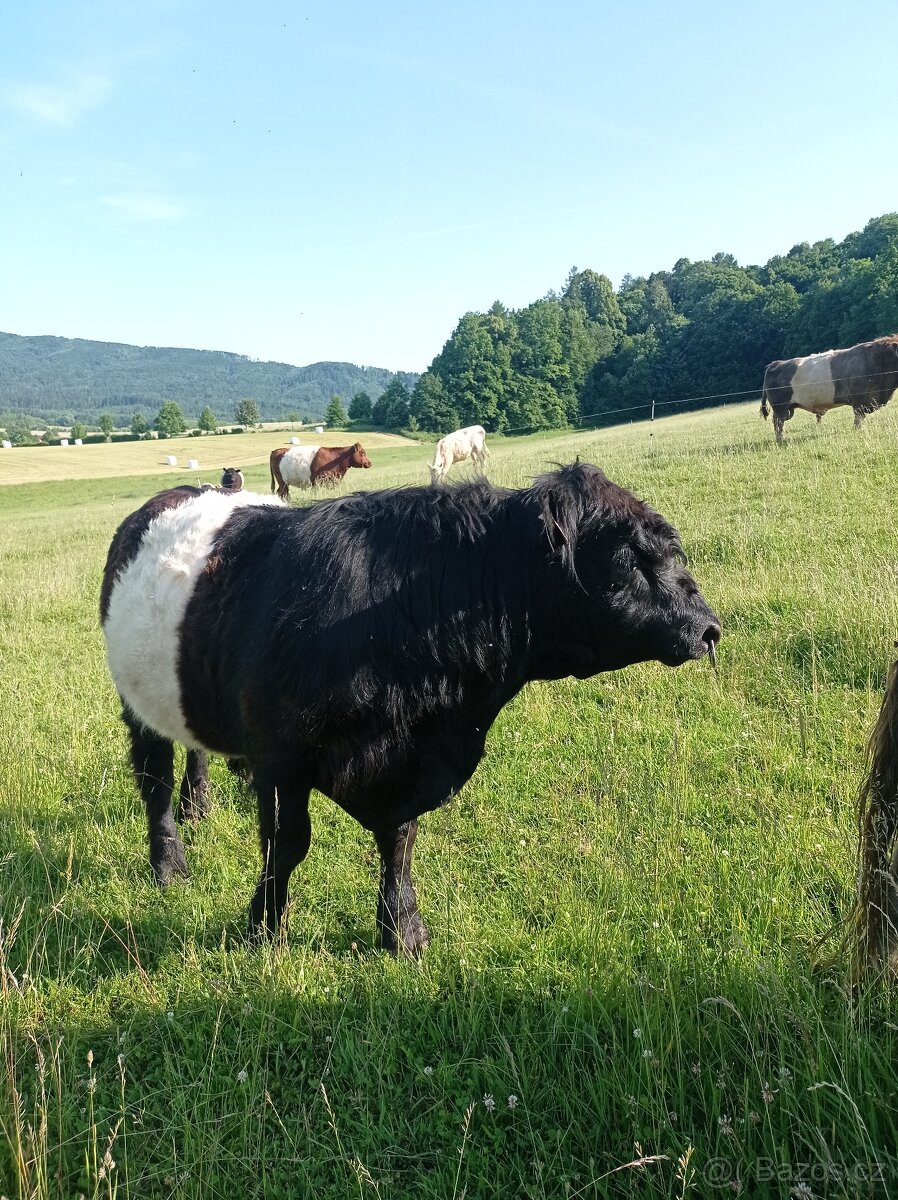 Plemenný býk belted galloway - EKO - 5