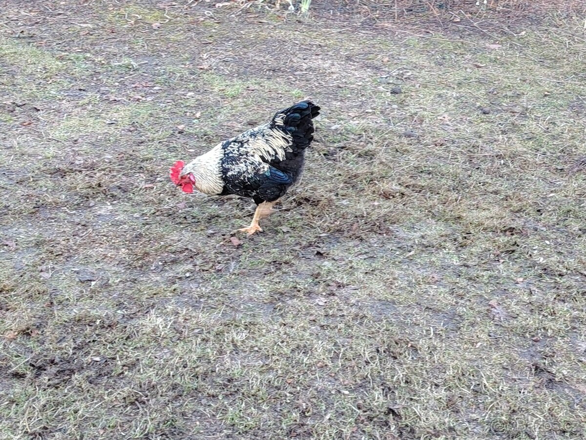 Lonští kohouti - 5