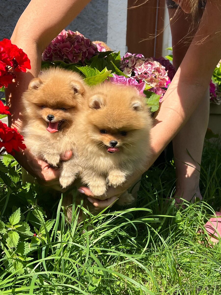 Pomeranian - 5