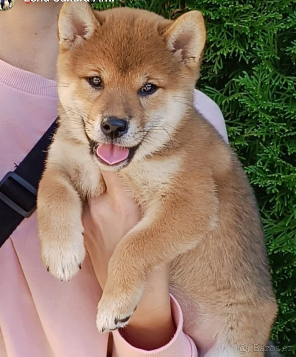 Shiba inu - 5