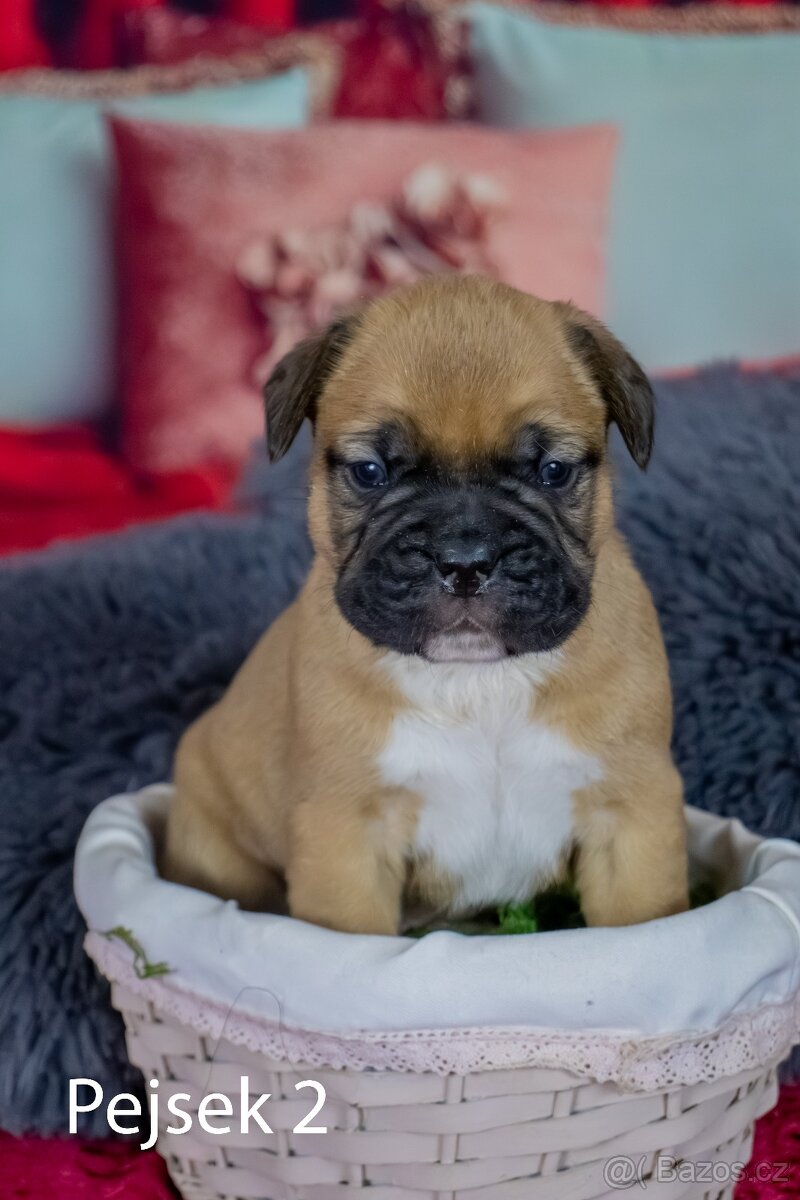Štěňata francouzak + bordeaxska doga - 5