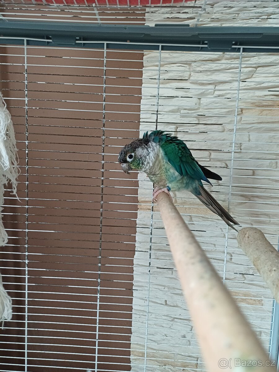 Pyrura zelenolici tyrkys - 5