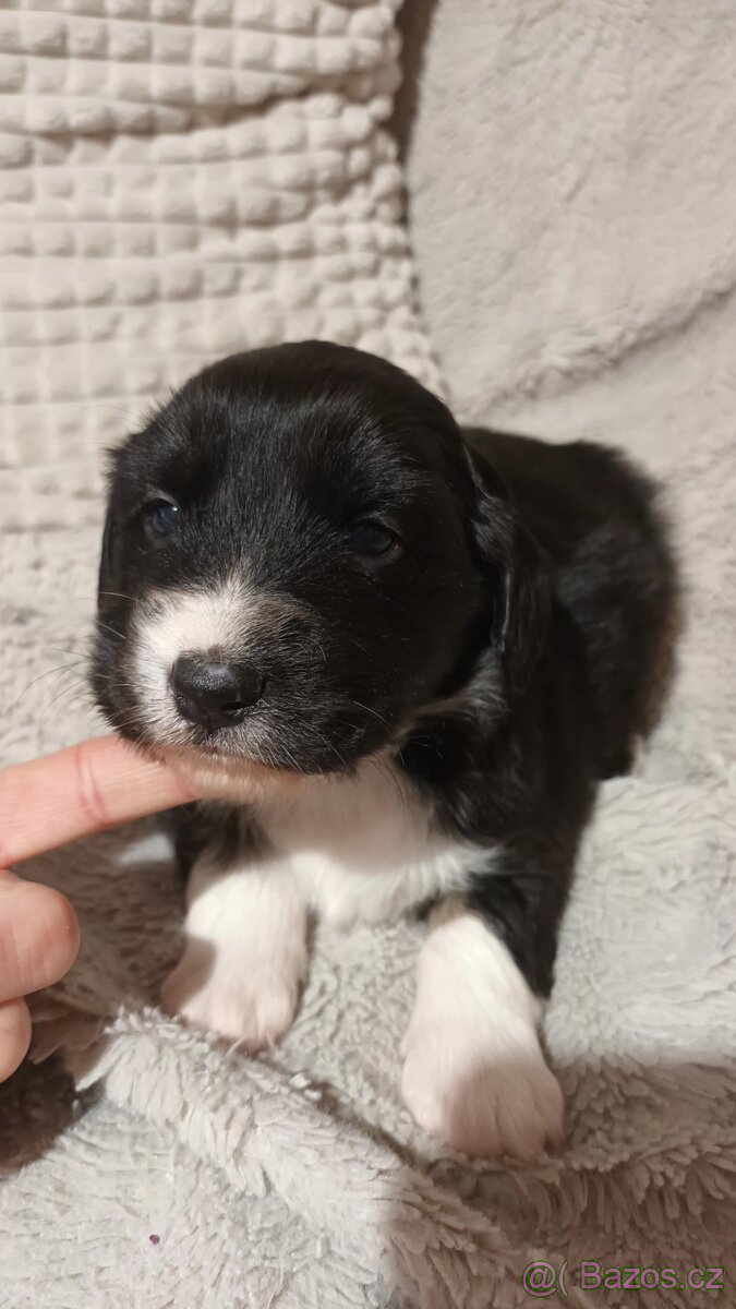Štěňátka - 5