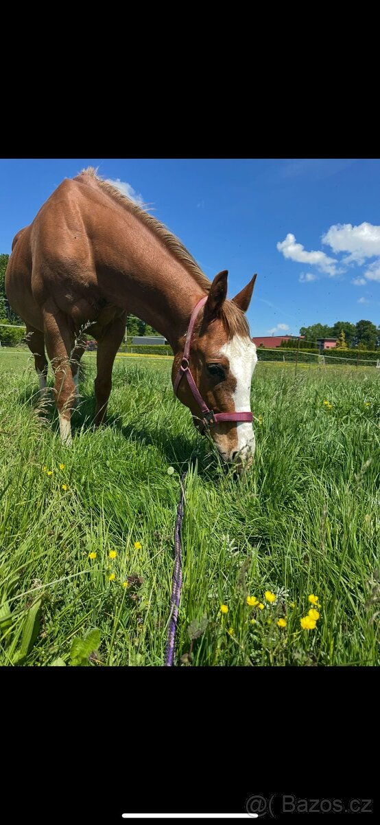 Kobyla qh - 5