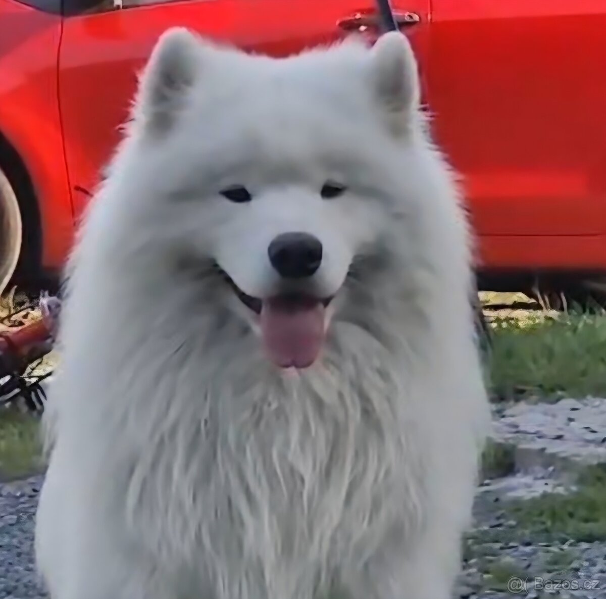 Fenky Samojeda FCI - 5