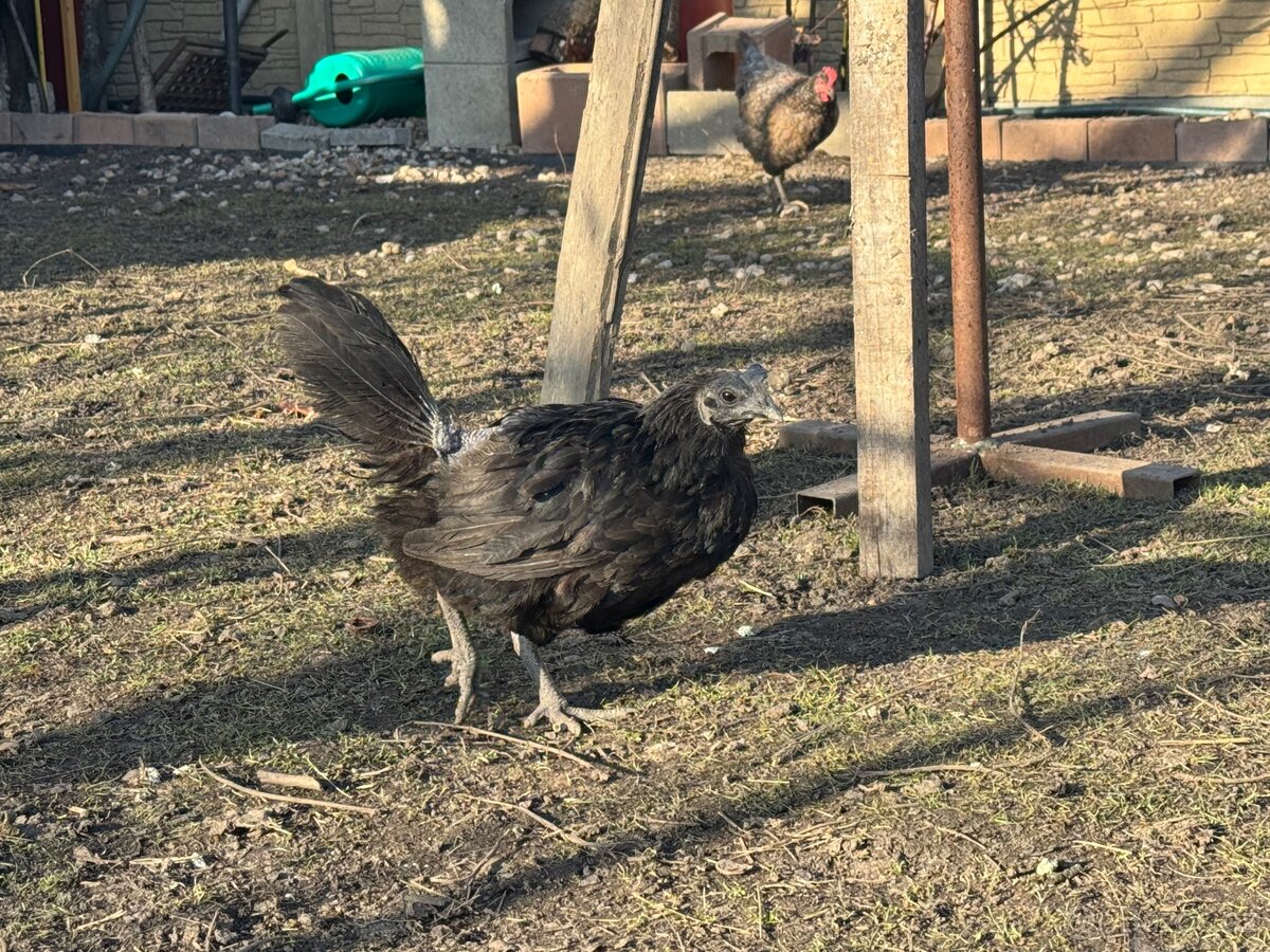 Slepice AYAM CEMANI - 5