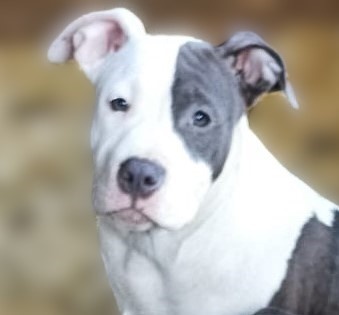 Americký stafordšírský teriér modrá št.,s P.P.Ihned k odběru - 5