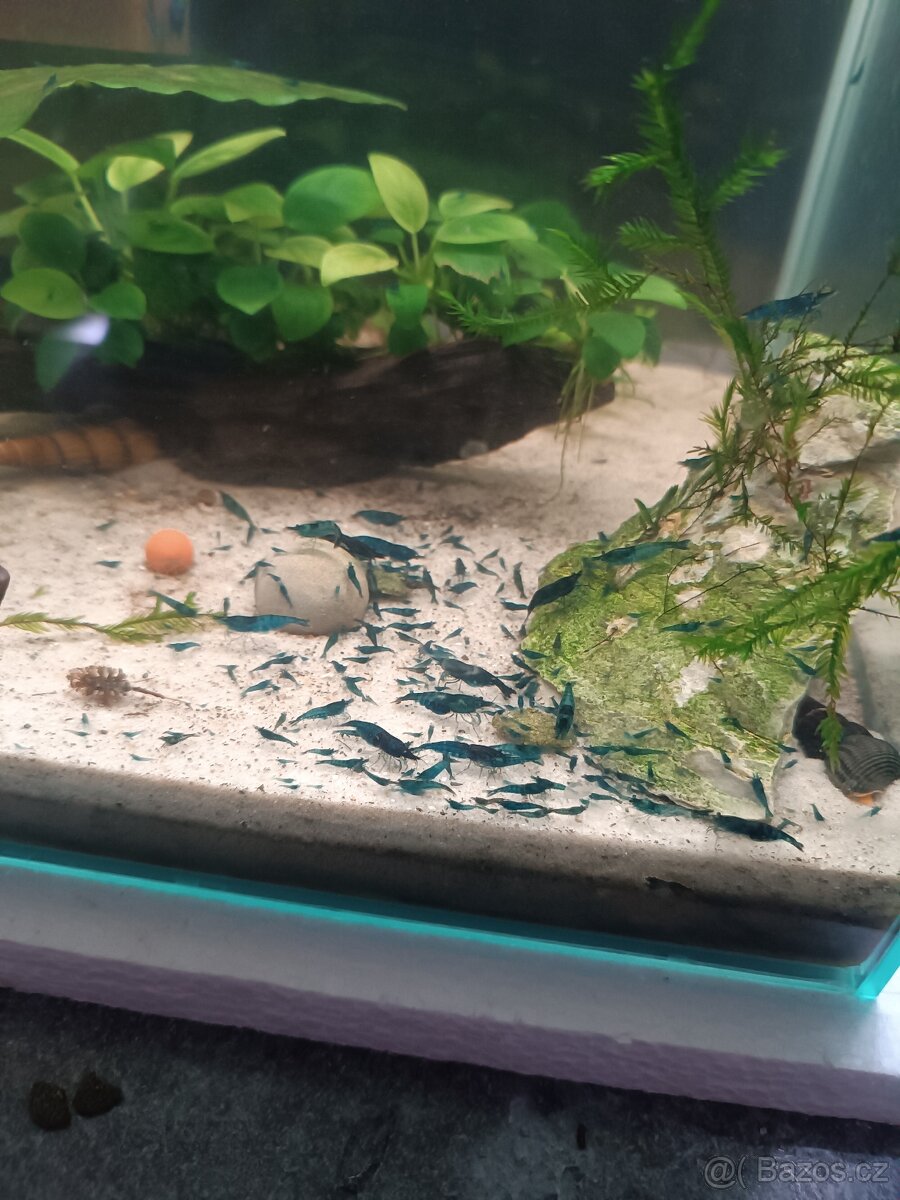 Krevetky Blue dream - 5