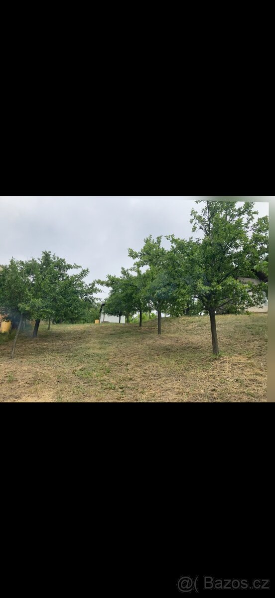 Prodej sadu 1592m2 - 5