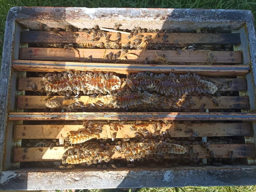 Vyzimované včelí oddělky - 5