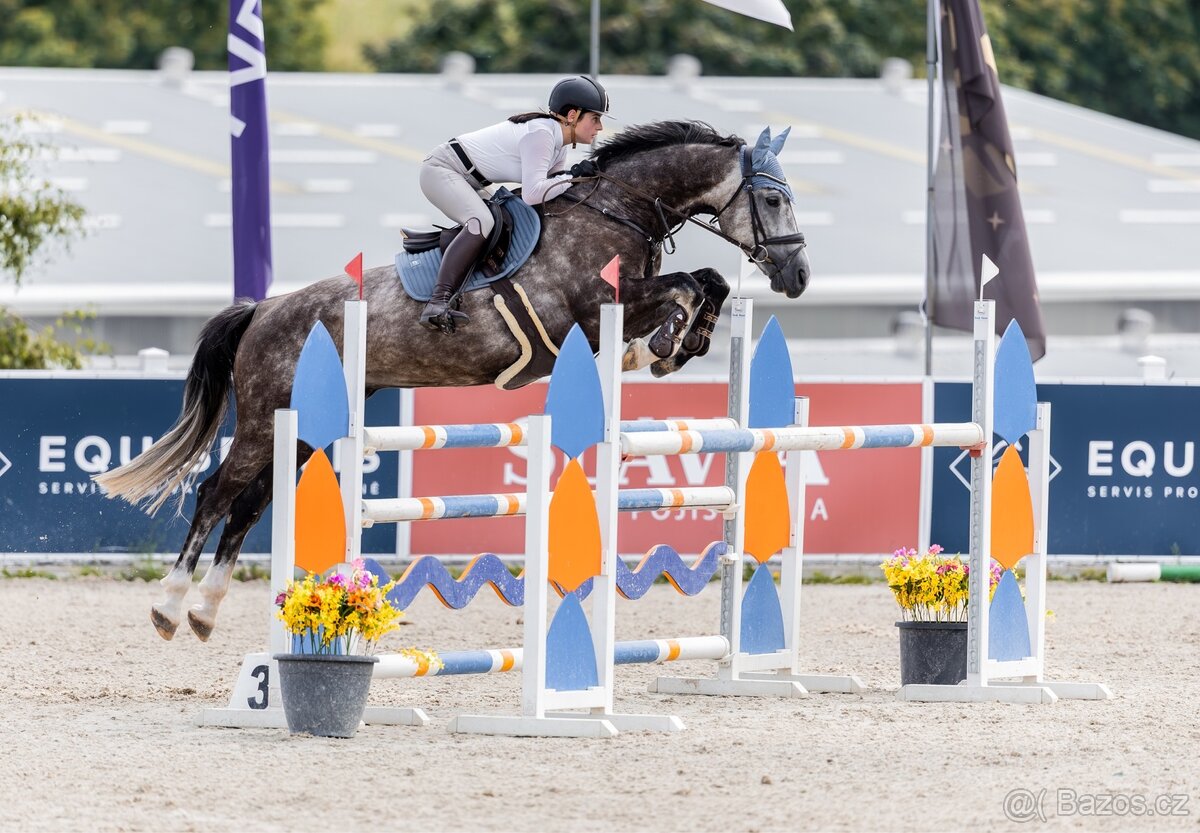 westfálský valach - 5